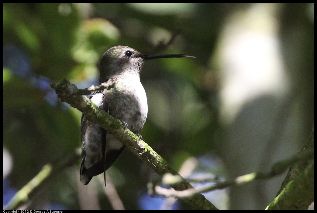 0610-171126-03.jpg - Anna's Hummingbird