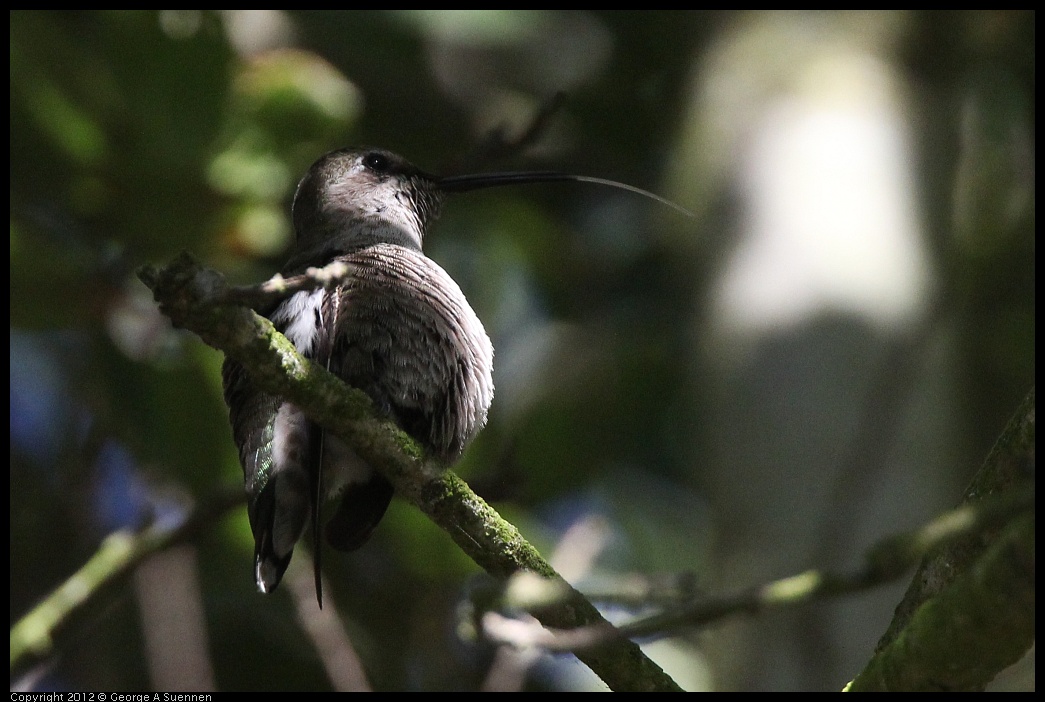 0610-171136-02.jpg - Anna's Hummingbird