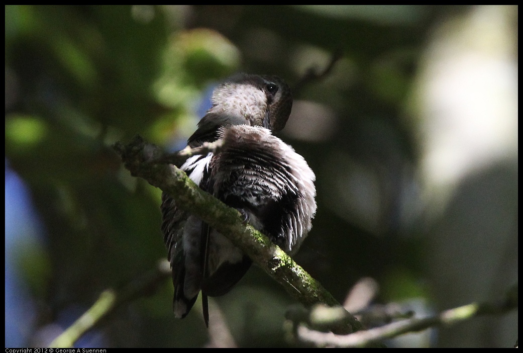 0610-171137-01.jpg - Anna's Hummingbird