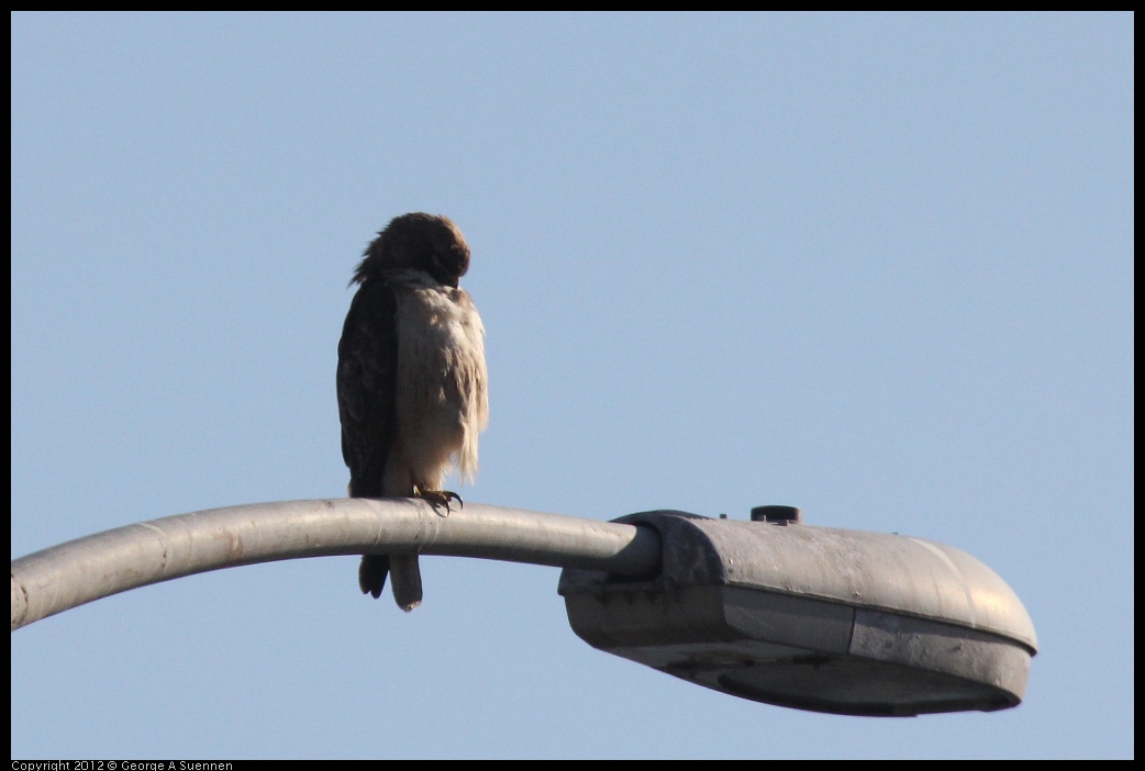 0610-174037-01.jpg - Red-tailed Hawk