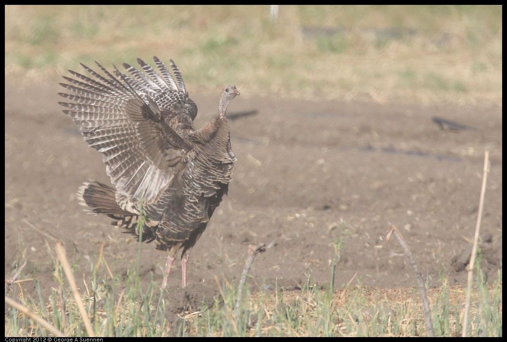 0610-175047-01.jpg - Wild Turkey - Albany