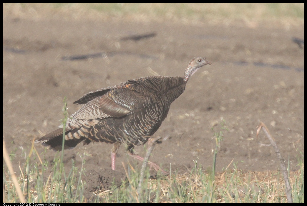 0610-175047-05.jpg - Wild Turkey - Albany