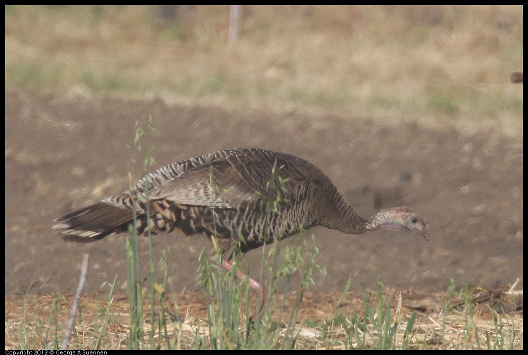 0610-175058-02.jpg - Wild Turkey - Albany