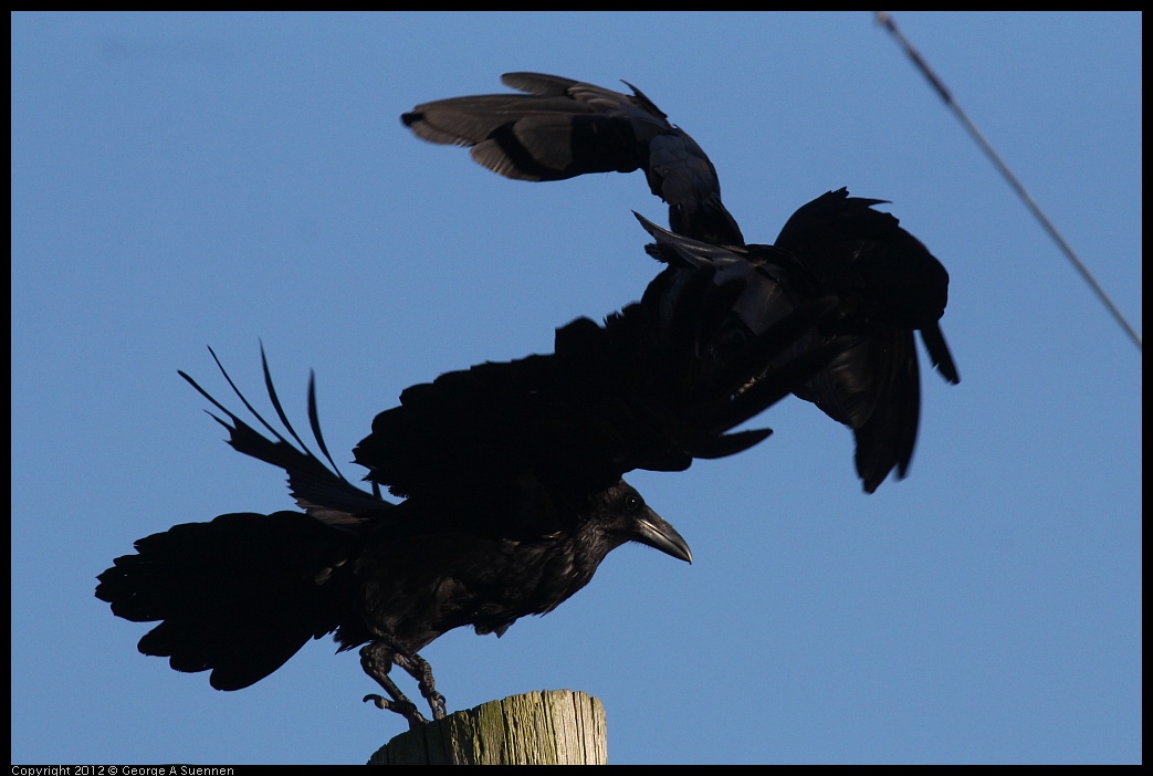 0610-182722-04.jpg - American Crow
