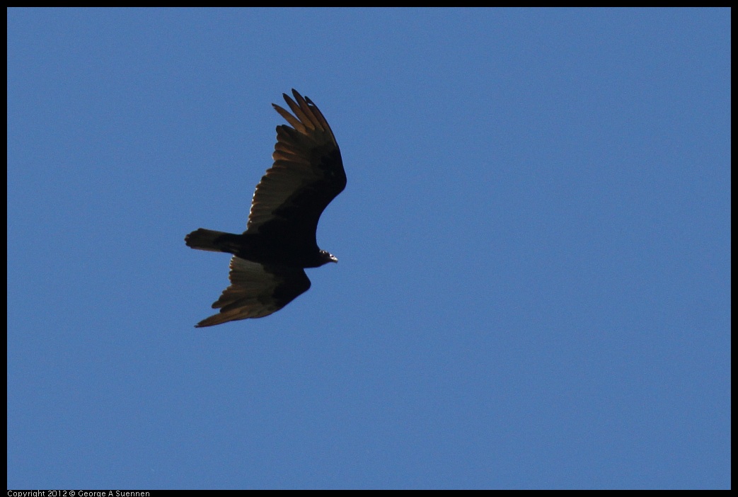 0610-113600-04.jpg - Turkey Vulture