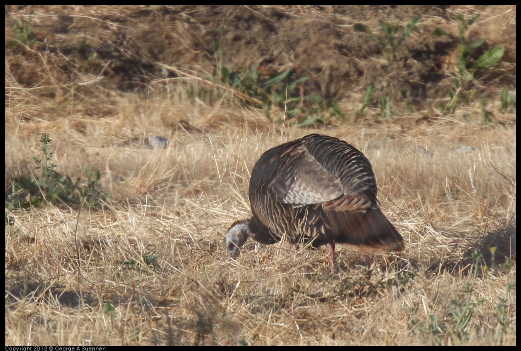 0612-064353-01.jpg - Wild Turkey