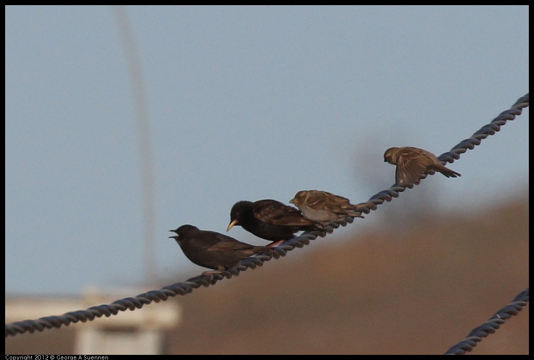 0612-064658-01.jpg - Starlings and House Sparrows