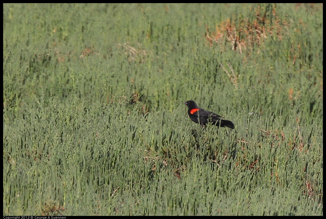 0612-071215-02.jpg - Red-winged Blackbird