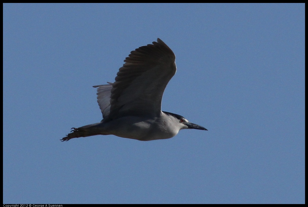 0612-072104-01.jpg - Black-crowned Night Heron