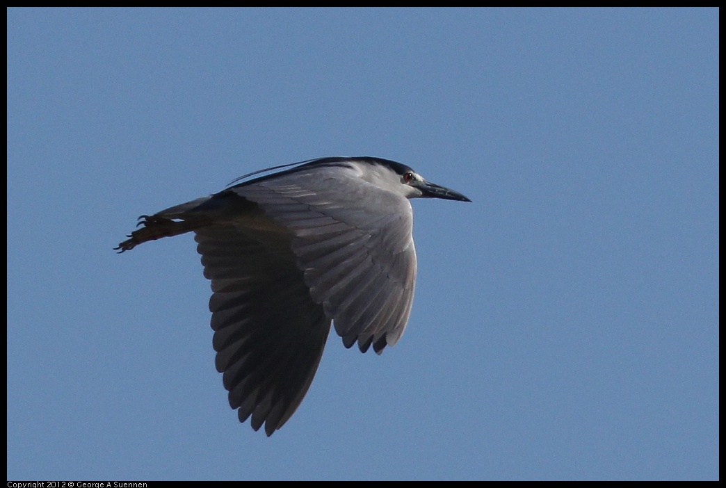 0612-072104-02.jpg - Black-crowned Night Heron