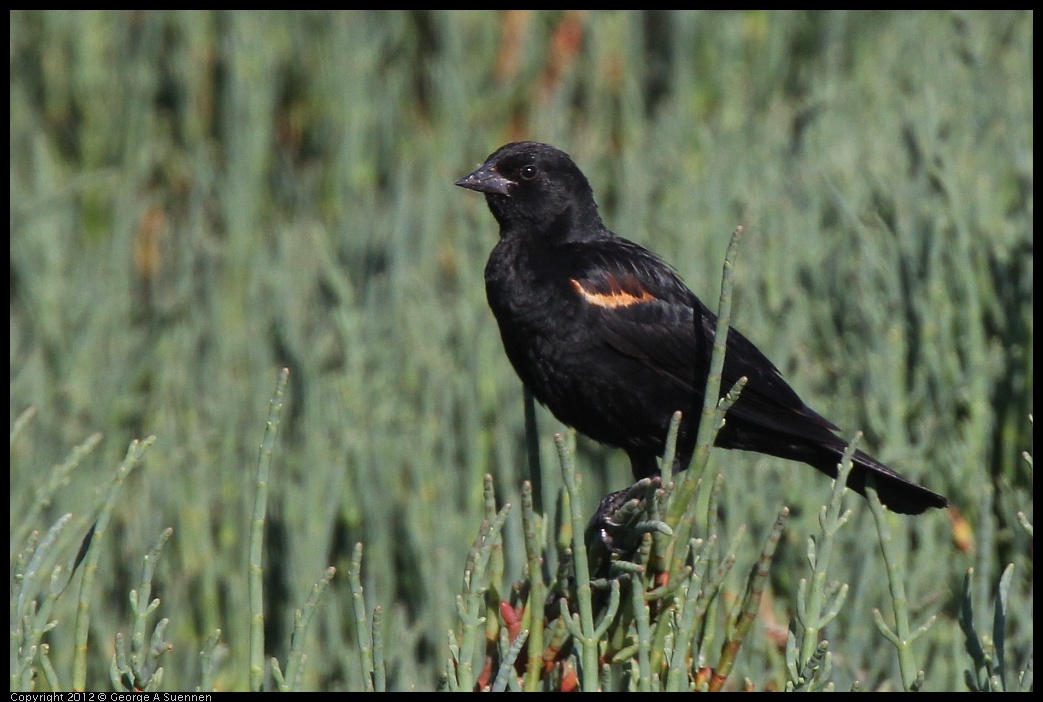 0612-073258-02.jpg - Red-winged Blackbird