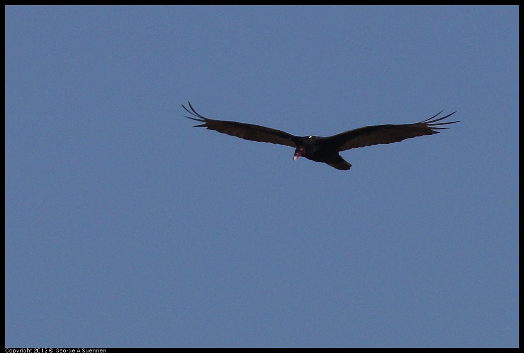 0612-073455-02.jpg - Turkey Vulture