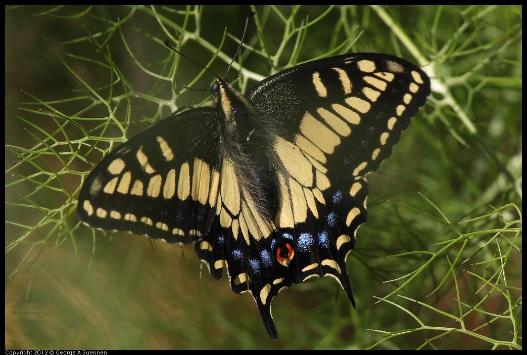 0612-074737-03.jpg - Swallowtail Butterfly