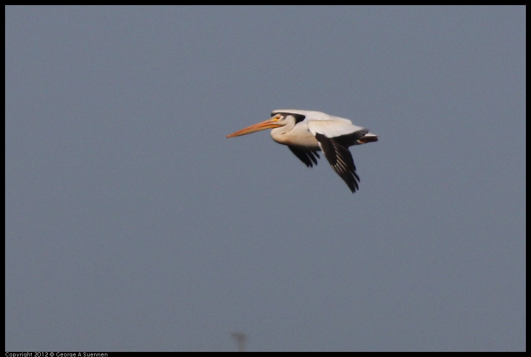0612-080019-01.jpg - White Pelican