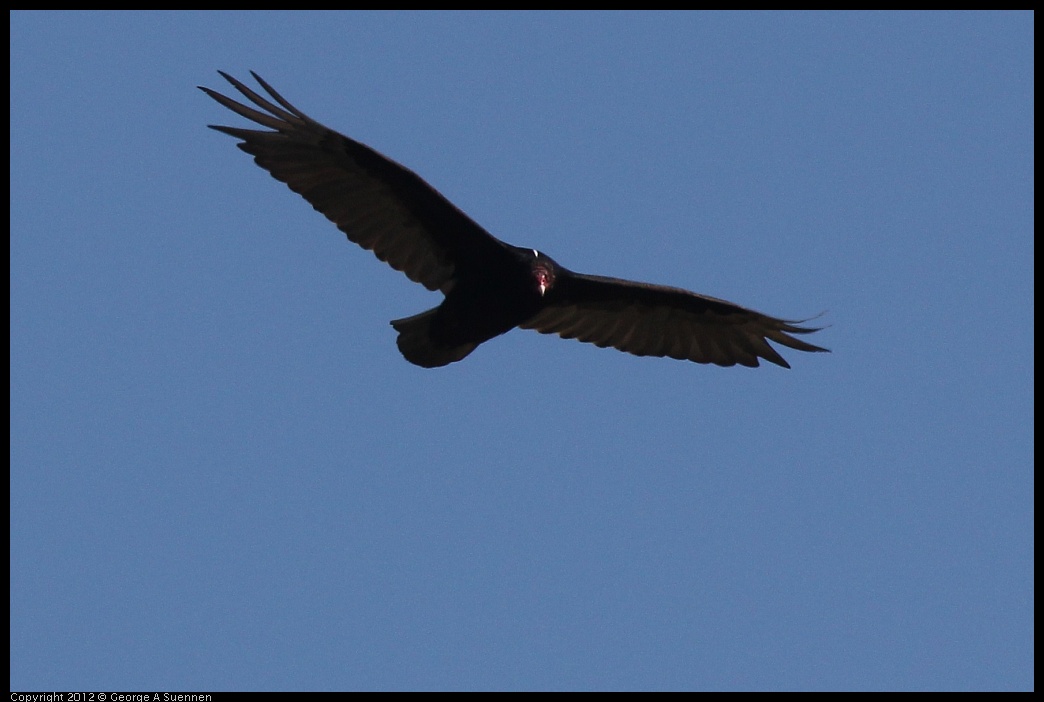 0612-083532-02.jpg - Turkey Vulture