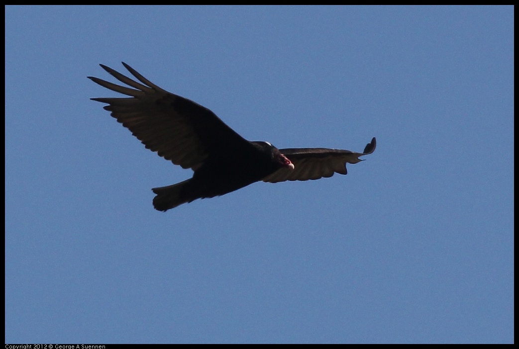 0612-083534-01.jpg - Turkey Vulture