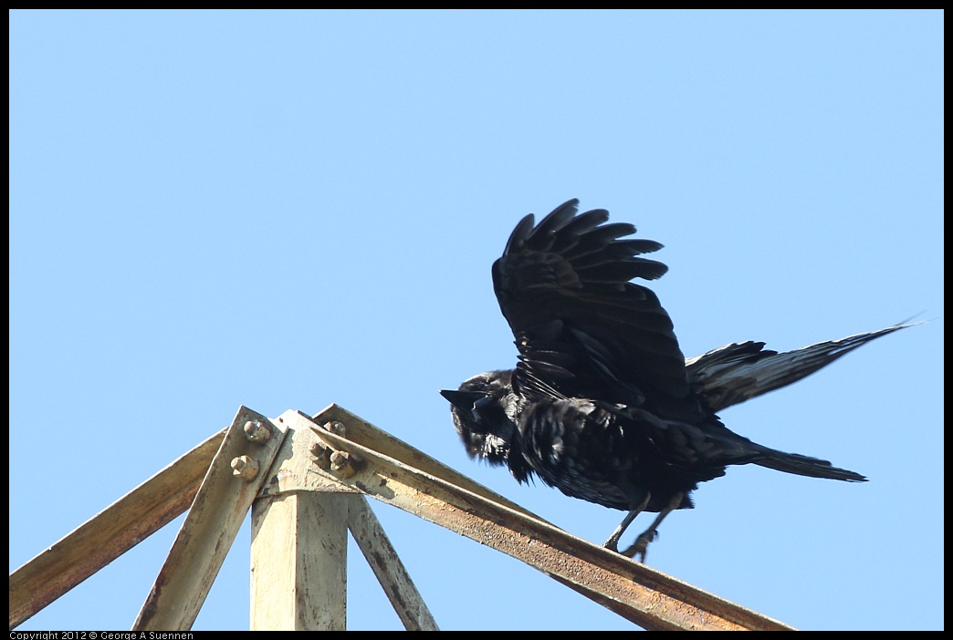 0612-083708-01.jpg - American Crow