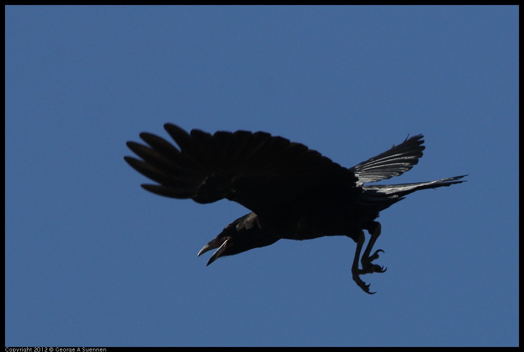 0612-083717-01.jpg - American Crow