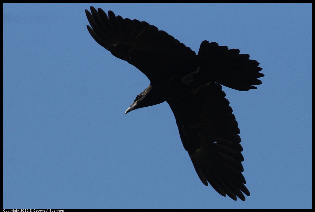 0612-083718-01.jpg - American Crow