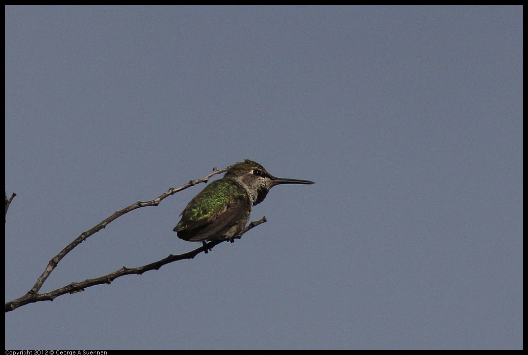 0616-164730-01.jpg -  Anna's Hummingbird