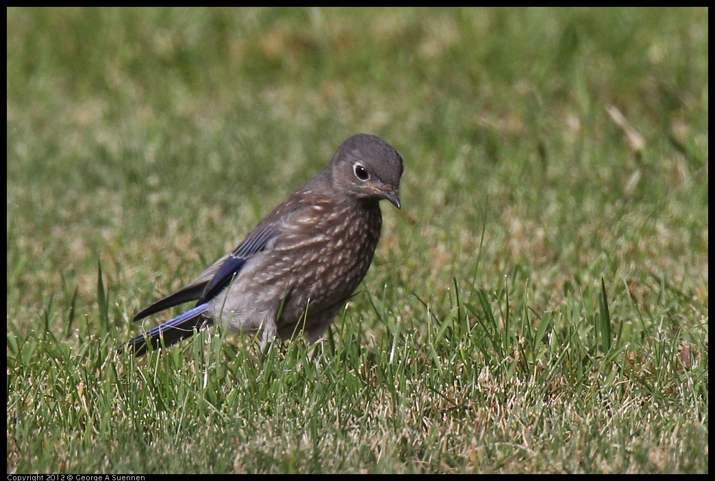 0616-165102-01.jpg - Western Bluebird Fledgling