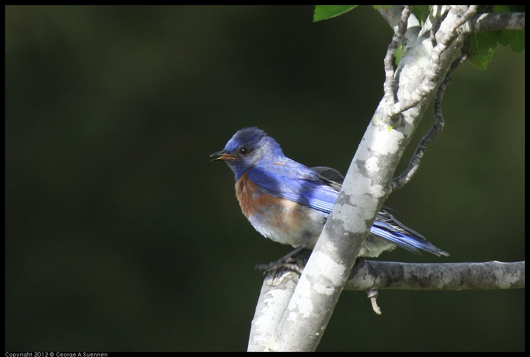0616-165415-02.jpg - Western Bluebird w/Fledgling