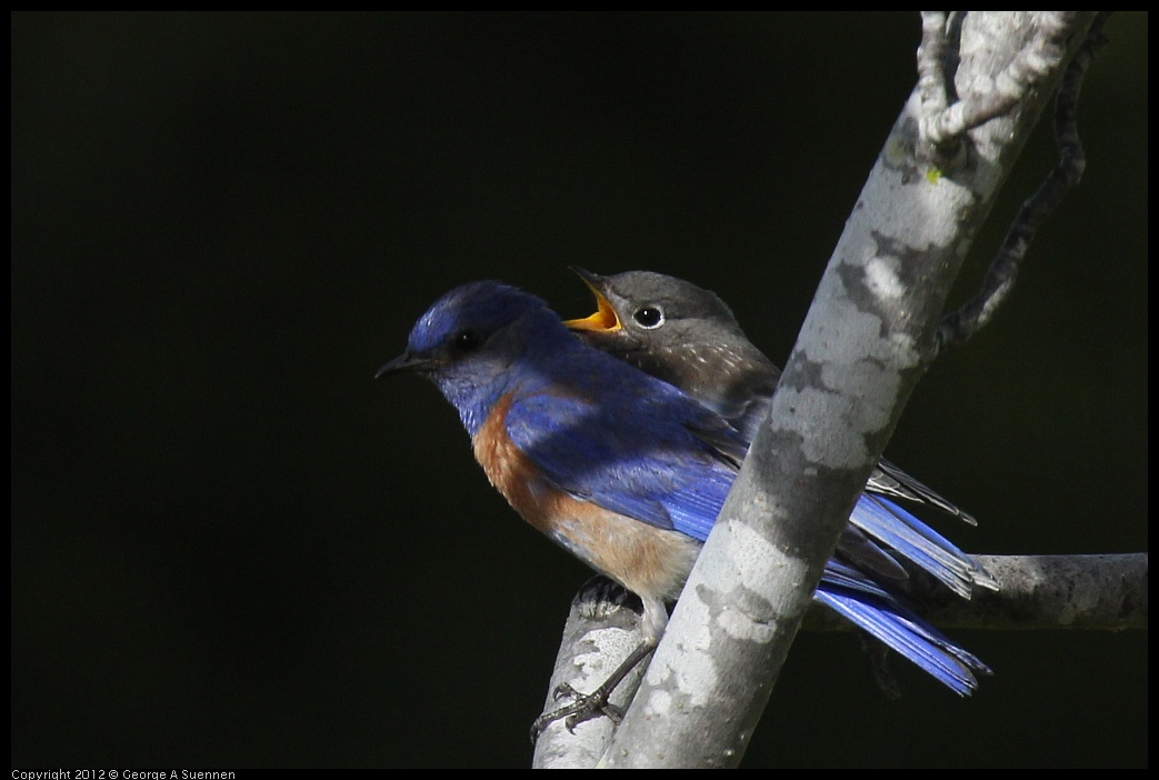 0616-165417-01.jpg - Western Bluebird w/Fledgling