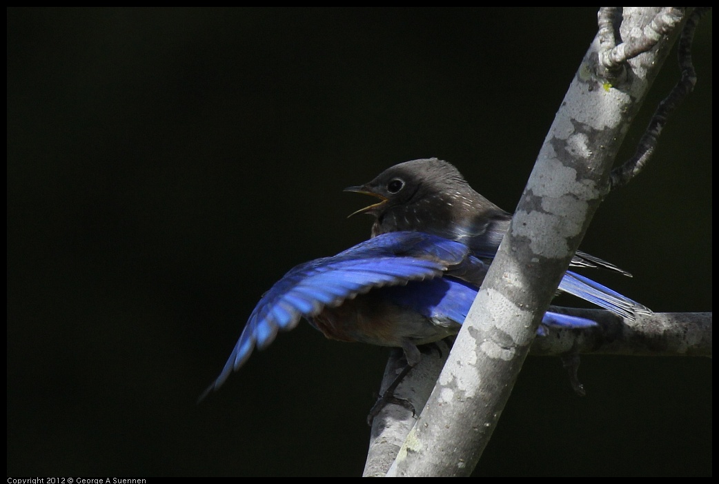 0616-165417-03.jpg - Western Bluebird w/Fledgling