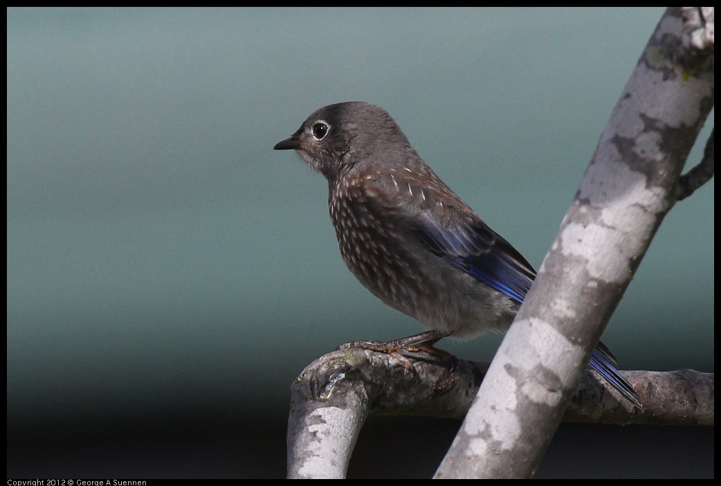 0616-165442-01.jpg - Western Bluebird Fledgling