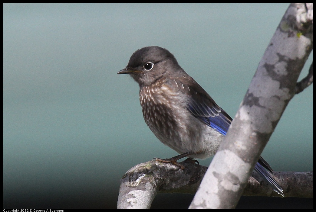 0616-165446-01.jpg - Western Bluebird Fledgling
