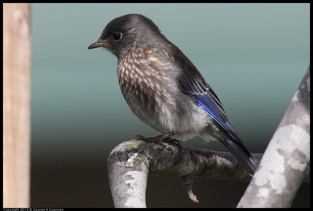0616-165511-01.jpg - Western Bluebird Fledgling