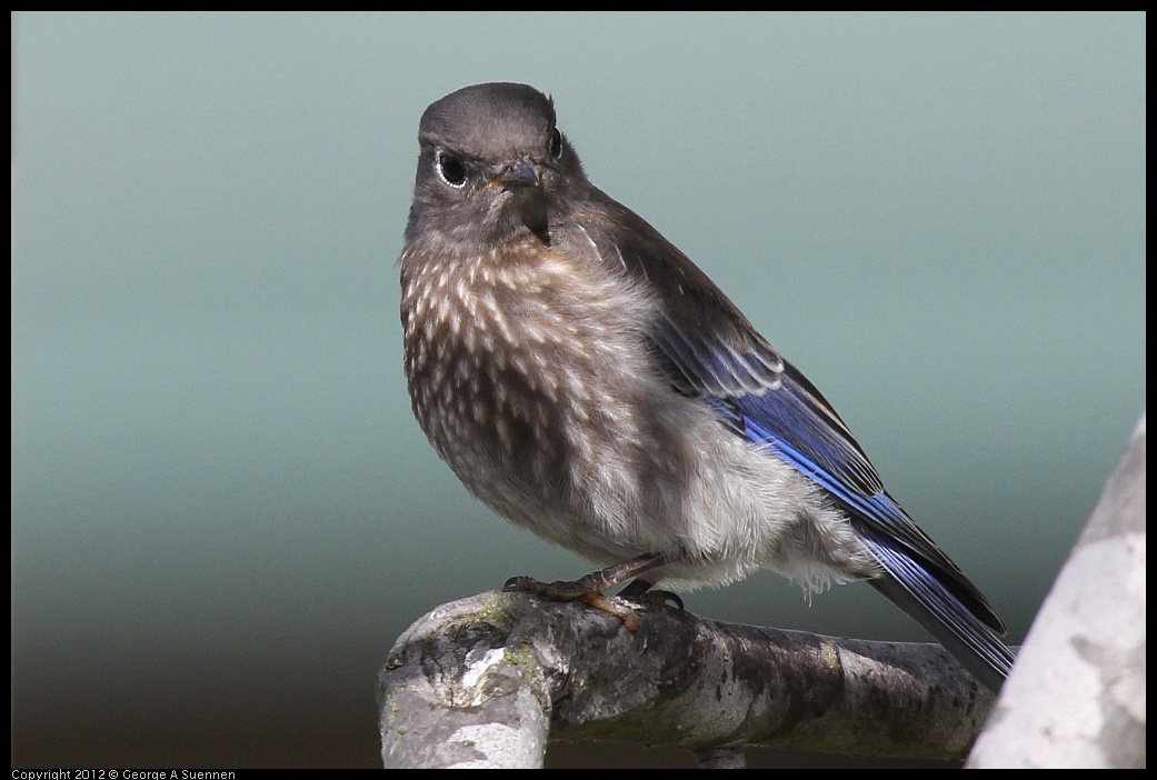 0616-165515-01.jpg - Western Bluebird Fledgling