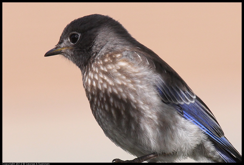 0616-165532-02.jpg - Western Bluebird Fledgling