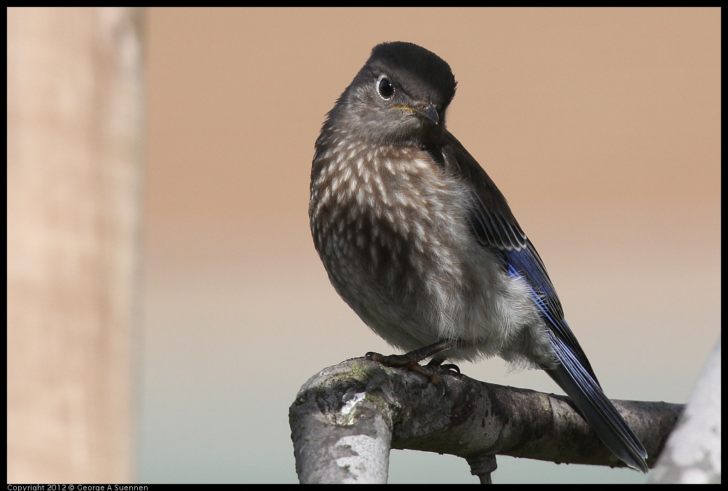 0616-165547-02.jpg - Western Bluebird Fledgling