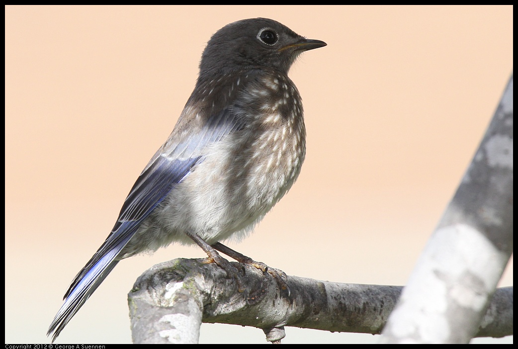 0616-165608-01.jpg - Western Bluebird Fledgling