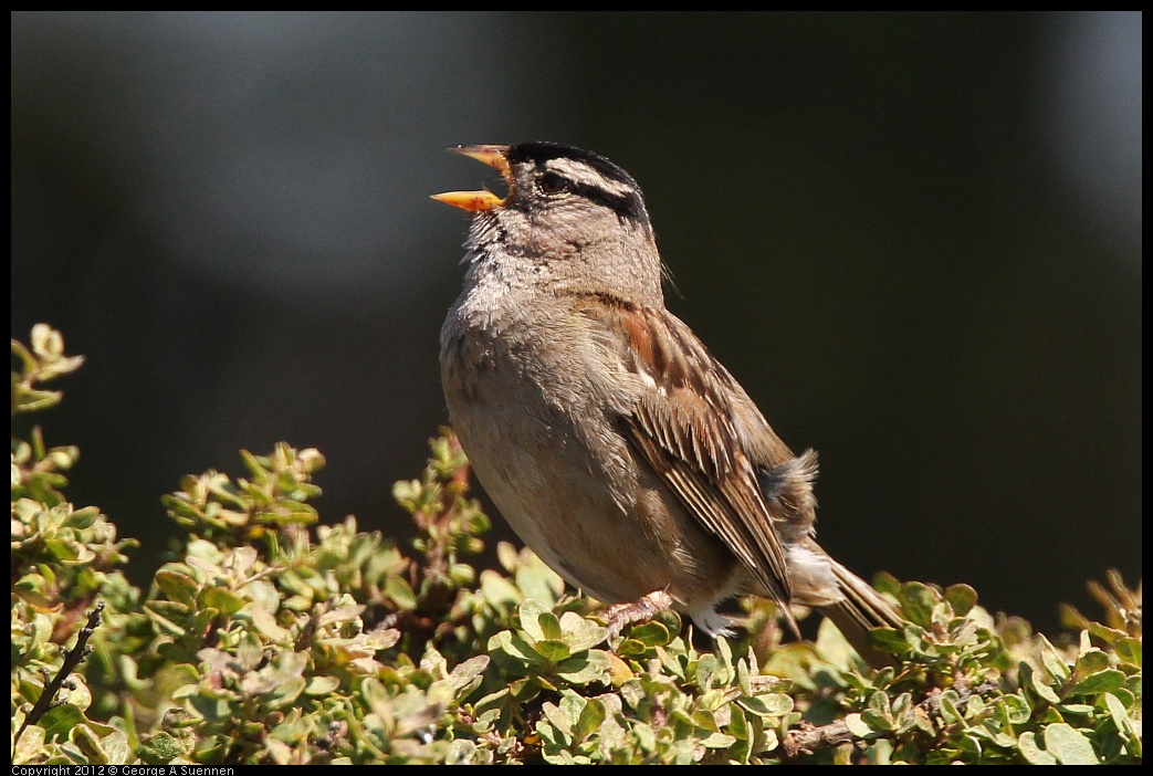 0616-084456-02.jpg - White-crowned Sparrow