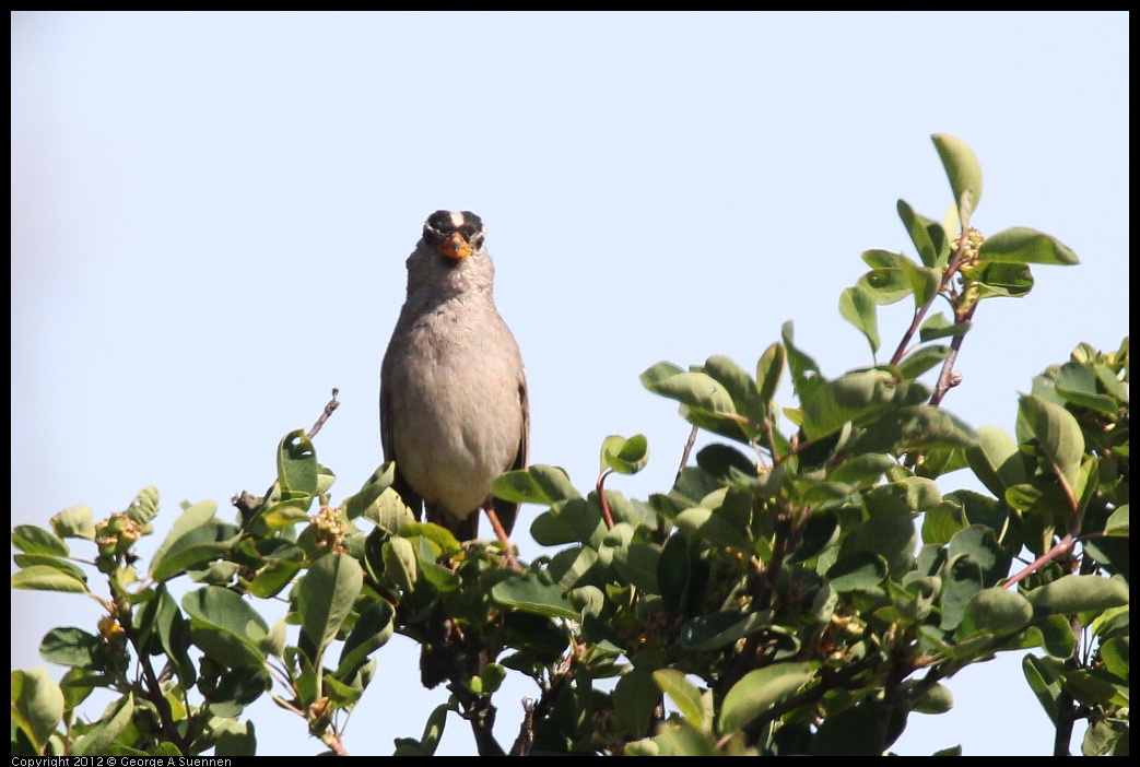 0616-084505-01.jpg - White-crowned Sparrow