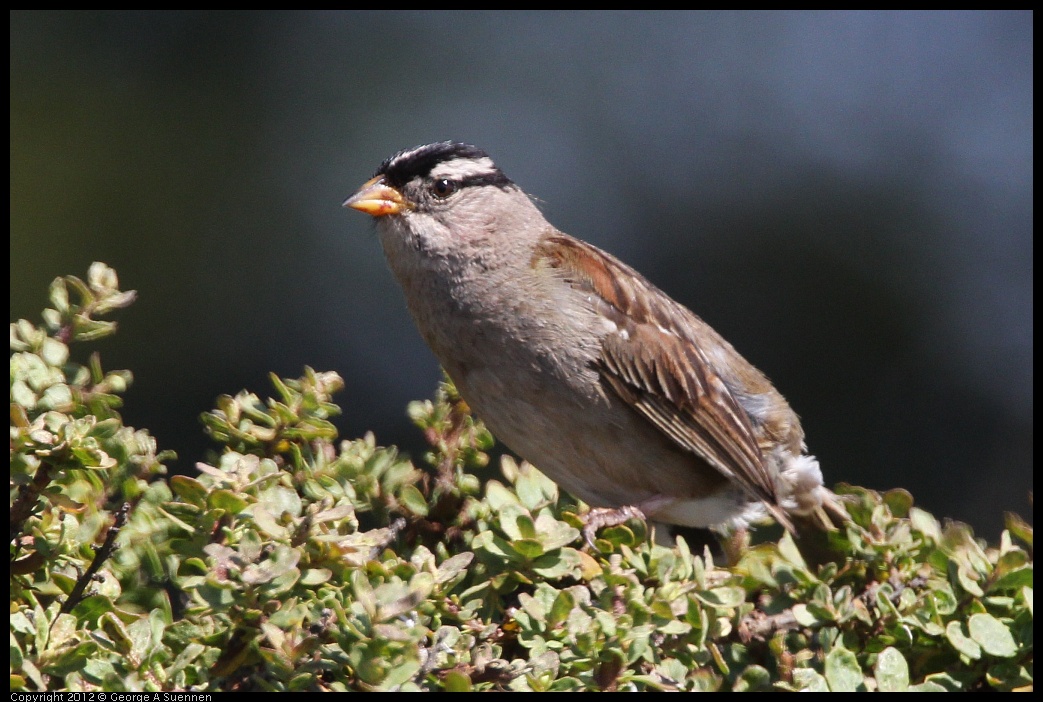 0616-084529-01.jpg - White-crowned Sparrow