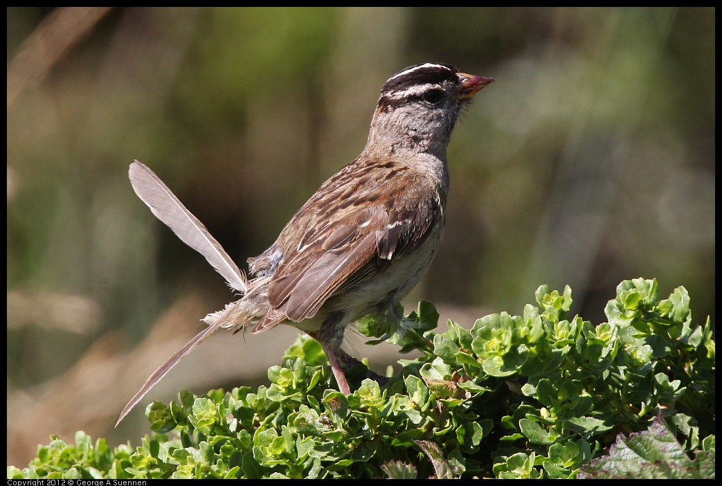 0616-084836-01.jpg - White-crowned Sparrow