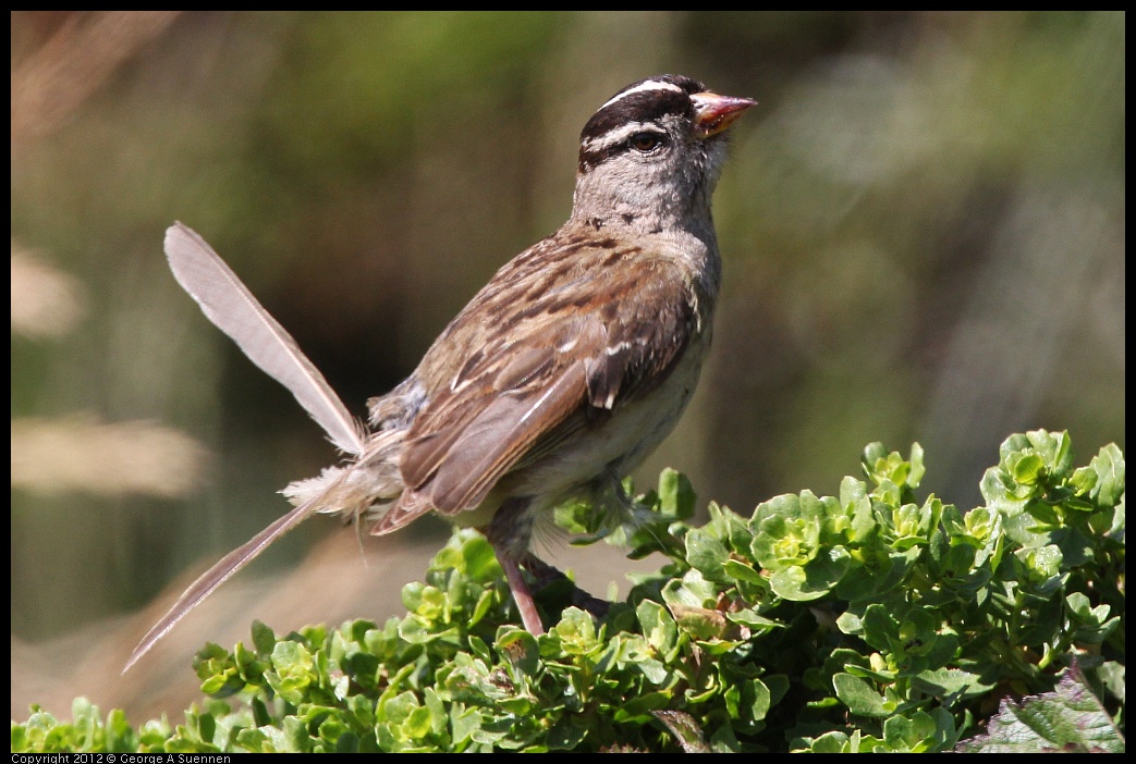 0616-084839-04.jpg - White-crowned Sparrow