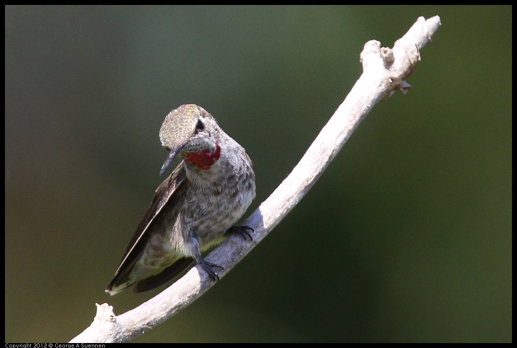 0616-084928-02.jpg - Anna's Hummingbird