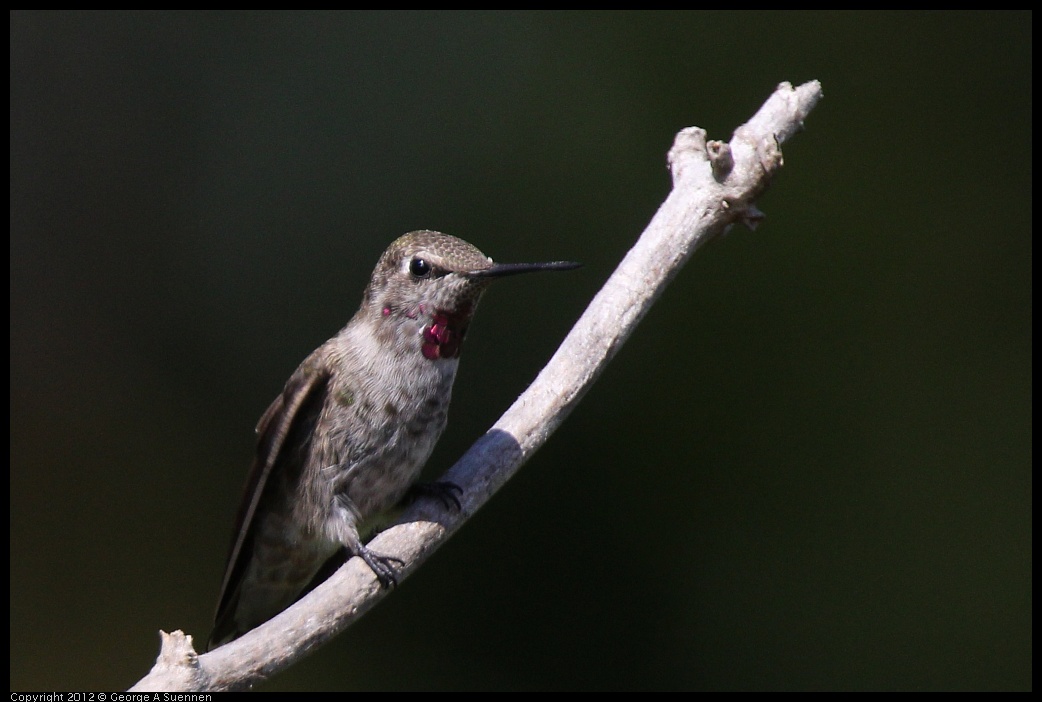 0616-084928-05.jpg - Anna's Hummingbird