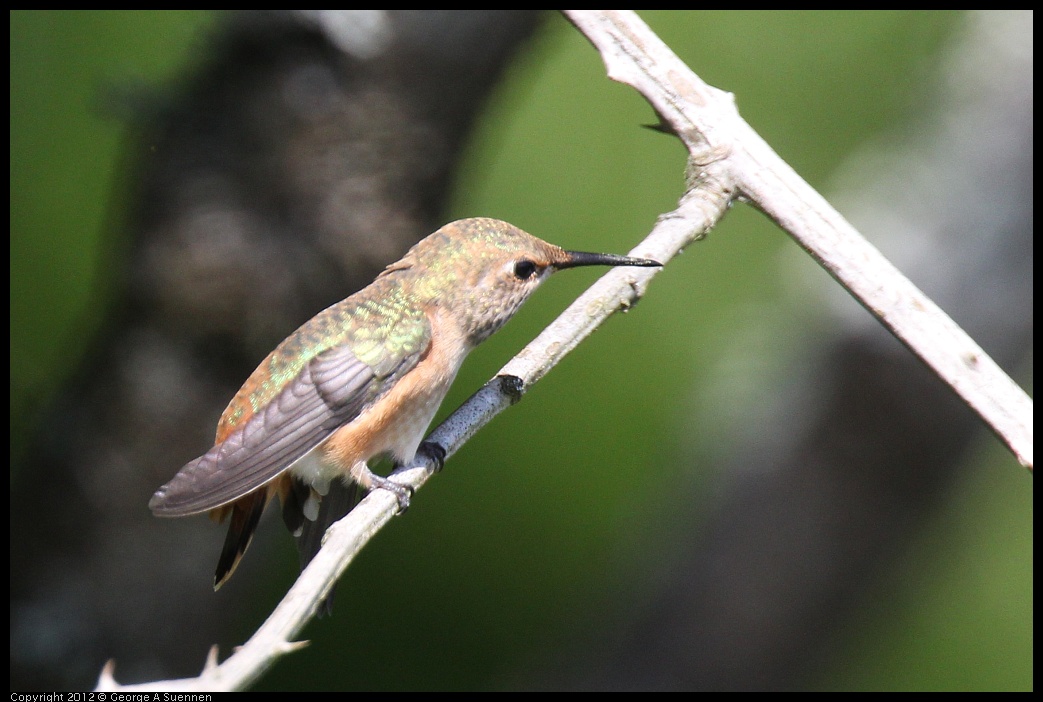 0616-085158-03.jpg - Allen's Hummingbird