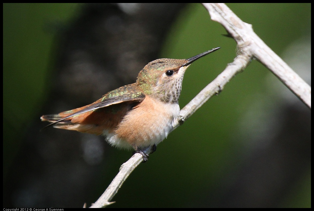 0616-085200-02.jpg - Allen's Hummingbird