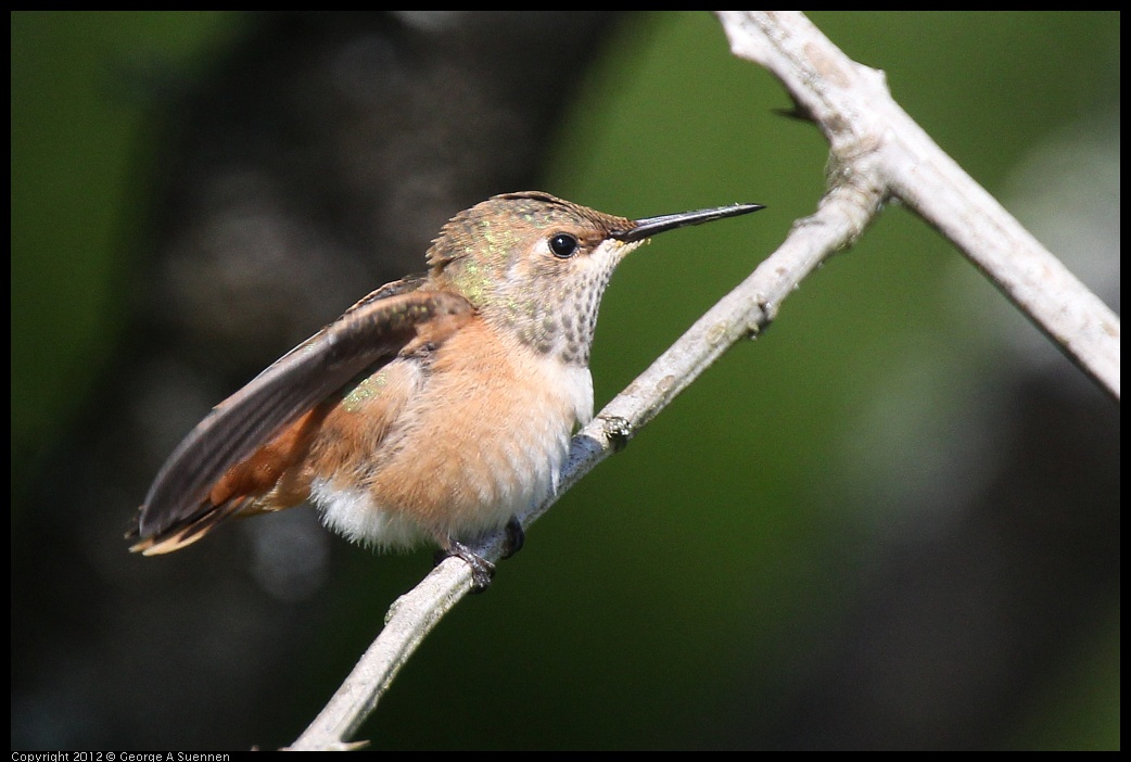 0616-085200-03.jpg - Allen's Hummingbird