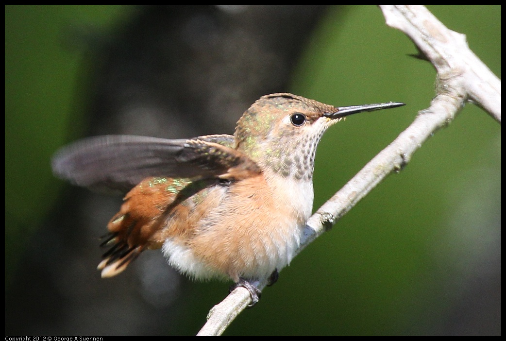 0616-085201-02.jpg - Allen's Hummingbird