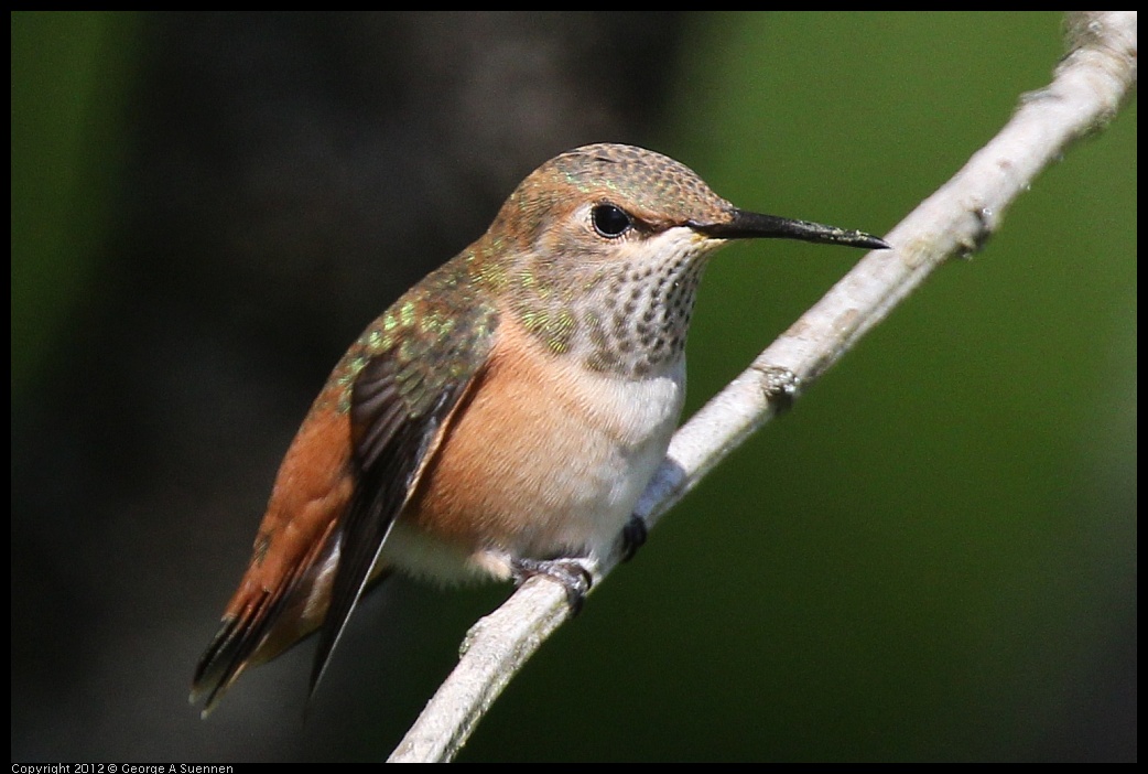 0616-085203-01.jpg - Allen's Hummingbird