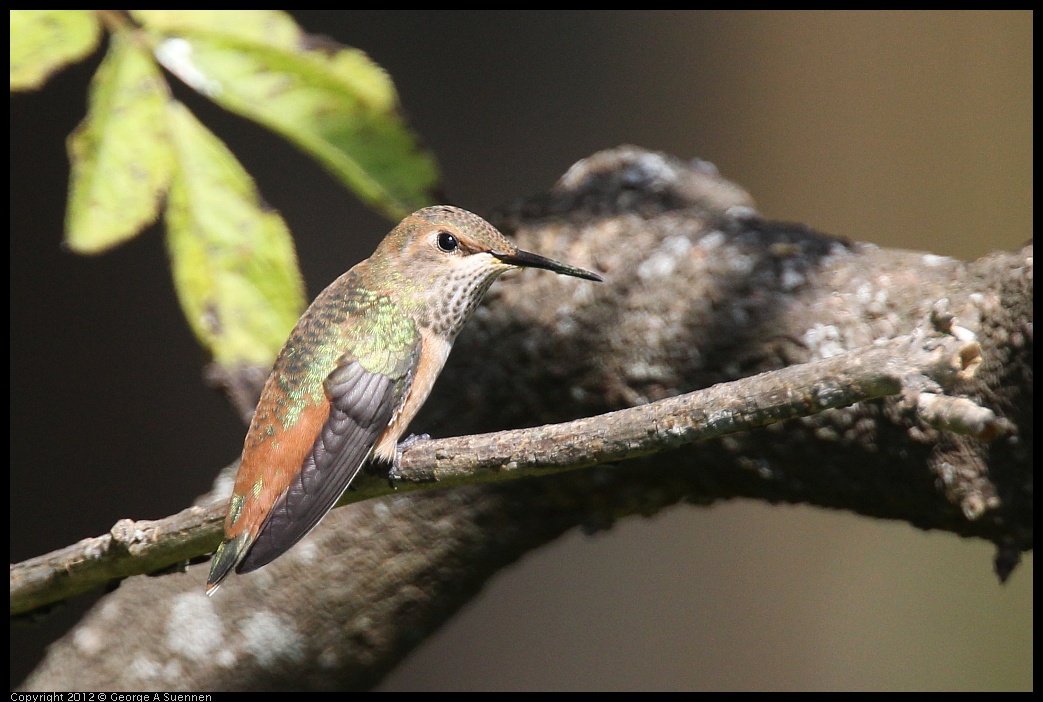 0616-085217-01.jpg - Allen's Hummingbird