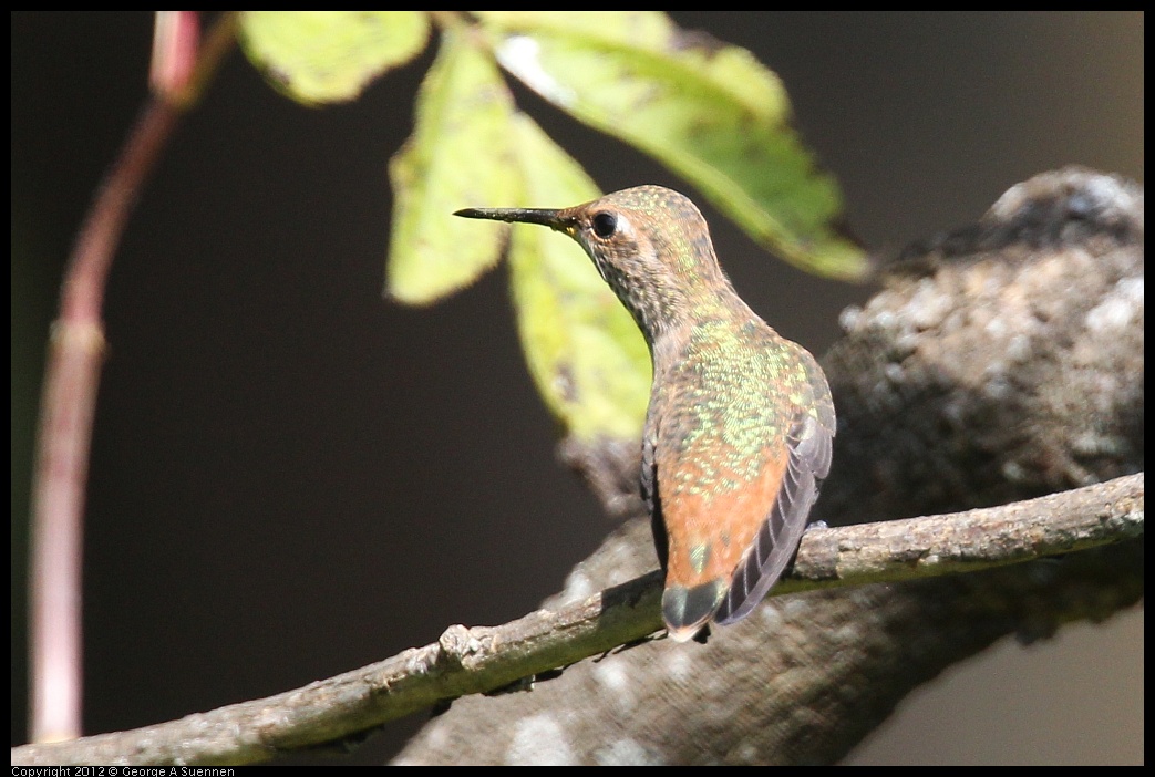 0616-085219-01.jpg - Allen's Hummingbird