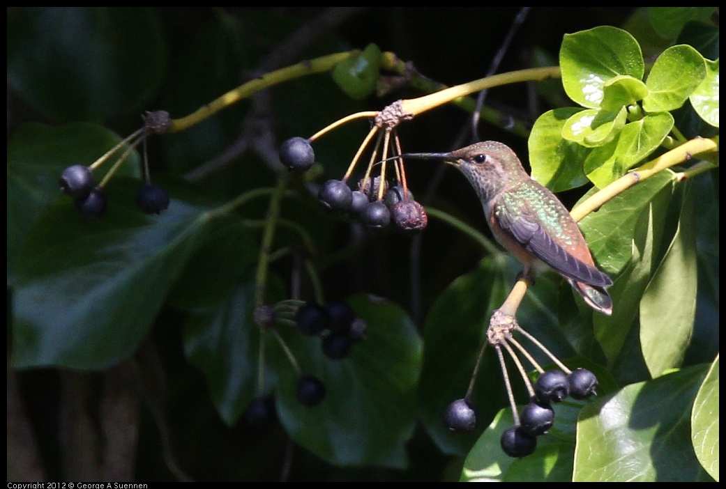 0616-085227-02.jpg - Allen's Hummingbird